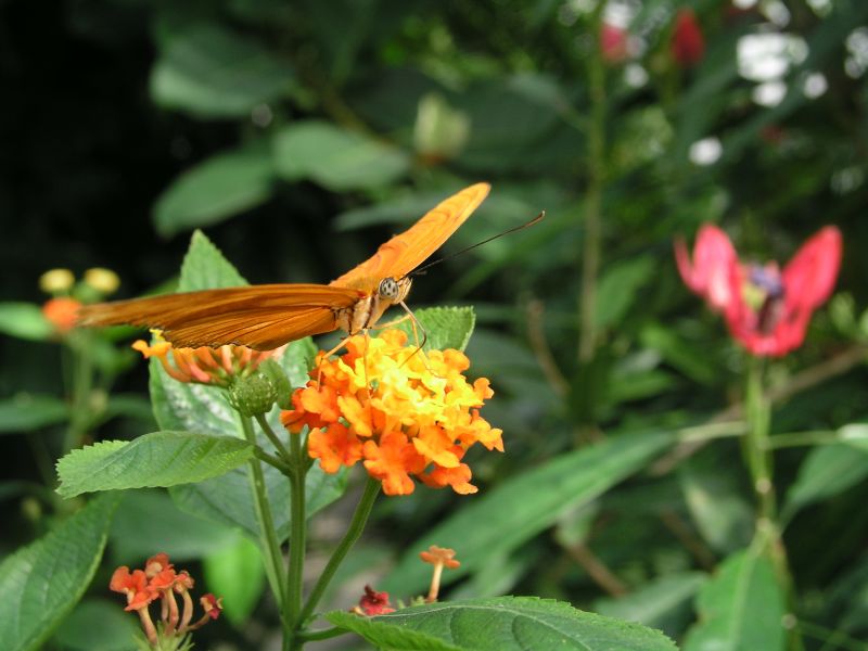 Schmetterlingshaus auf der Mainau