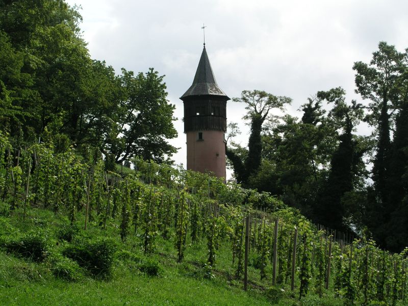 Schwedenturm und Weinberg auf der Mainau